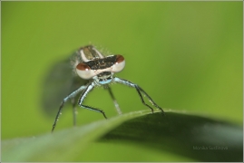 <p>ŠIDÉLKO PÁSKOVANÉ - samička (Platycnemis pennipes) --- /White-legged damselfly - Blaue Federlibelle/</p>